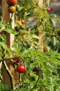 Forrás: kozossegikertek.hu