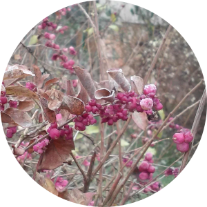 piros bogyós vágott2