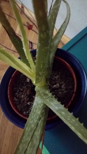 Jobbra, nagyon közel, a tövénél látható a kicsinye - ő azóta bújt ki, hogy pár hete átültettem a nagyobb gyerekeket.